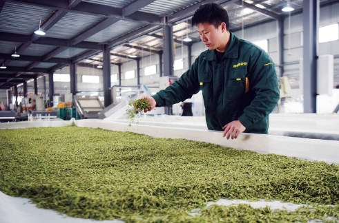 早春茶飘香 品牌齐争艳——各地茶叶品牌建设的生动实践